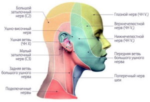 Схема чувствительной иннервации лица