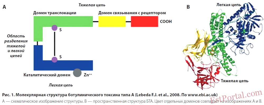 Токсин используемый для морщин. Ботулотоксин строение молекулы. Строение ботулотоксина типа а. Ботулотоксин структура. Ботулинический Токсин механизм действия.