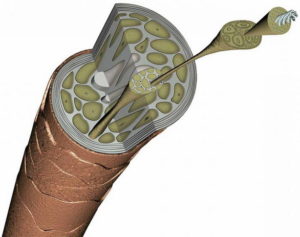Корни волос фото под микроскопом